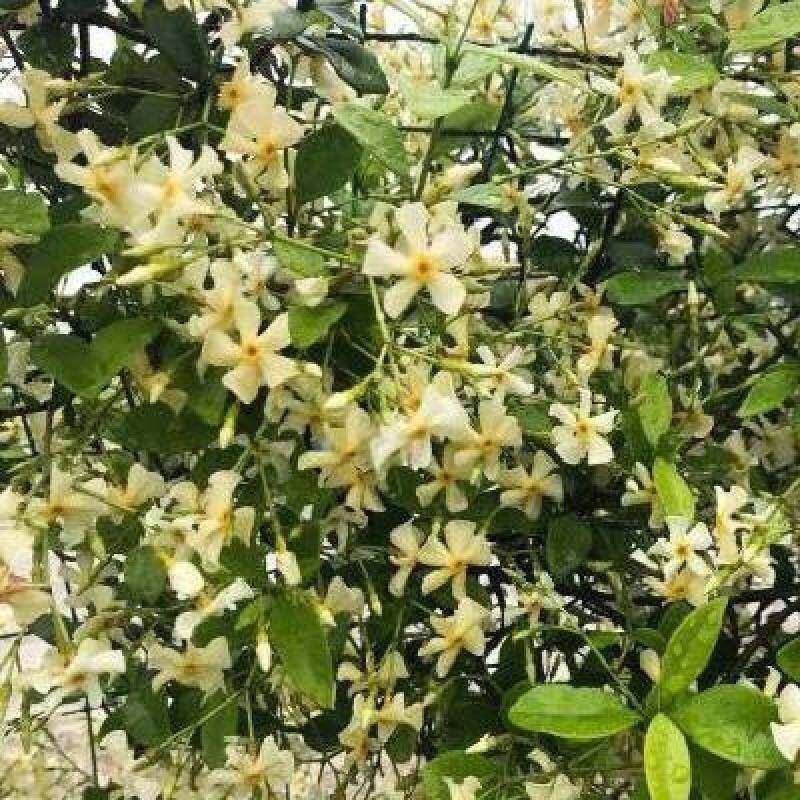 新品风车茉莉粉j色花卉芳香万字好养多季茉莉花有香味粉色风车茉