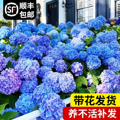 新品绣球花盆栽带花大苗无尽夏万C华镜耐晒欧洲木本绣球鲜花老桩