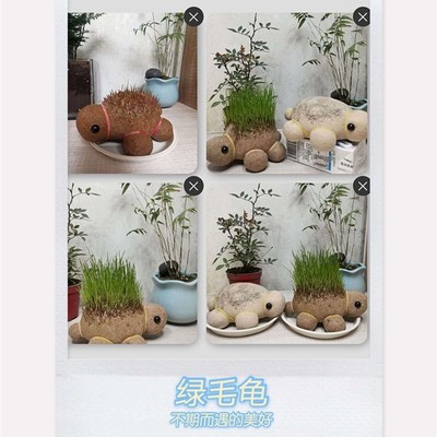 极速麦草娃娃种草浇水长草植物草头带托盘创意情侣V头上长草娃娃