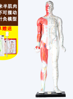 中医针灸穴位图人体模型50cm男女全身十二经络小皮人针灸穴位模型