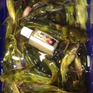 厂家阿修罗昂公杀砖头打窝黄辣丁黄颡鱼昂刺嘎鱼鲶鱼钓鱼小药饵料