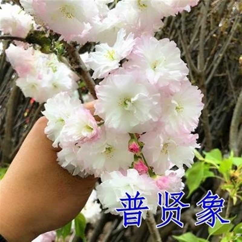 樱花树苗大型晚樱地栽盆u栽南北方种植十大名贵风景树绿化大树