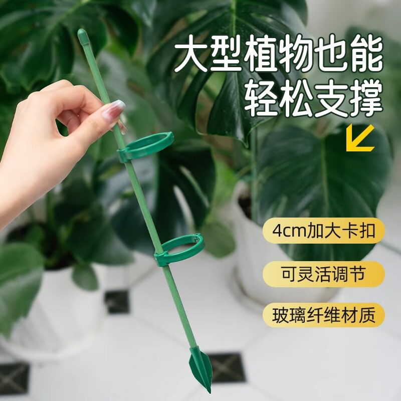 防倒伏植物支架适用于龟背竹蝴蝶图片