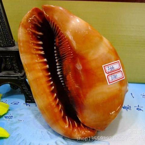 11-16厘米A级万宝螺 四大名螺 风水螺 地中海天然贝壳海螺,农机/农具/农膜,播种栽苗器/地膜机,淘宝优惠券,粉丝福利购,淘宝优惠卷