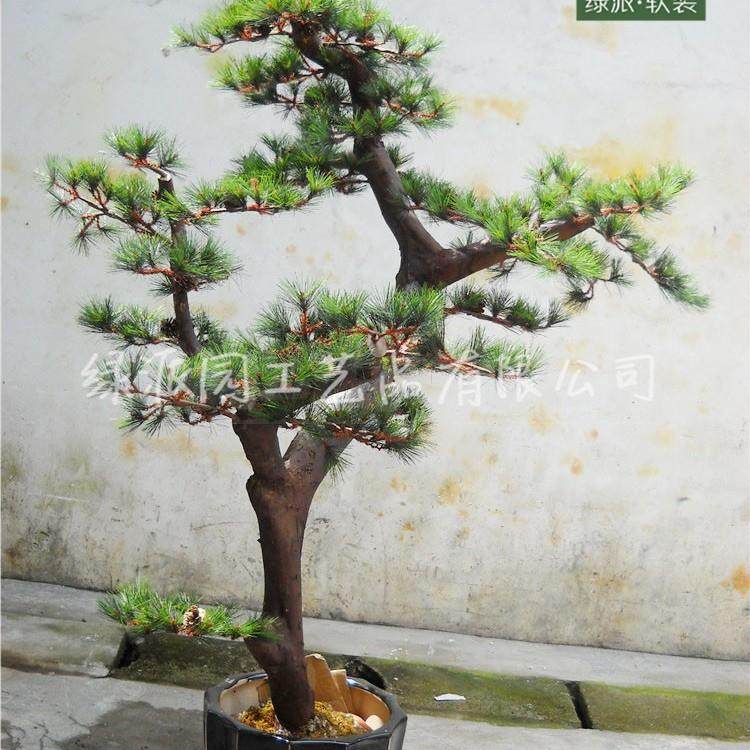 酒店大堂装饰仿真罗汉松松针树假树 室内外通用摆设实木树干松树,农机/农具/农膜,播种栽苗器/地膜机,淘宝优惠券,粉丝福利购,淘宝优惠卷