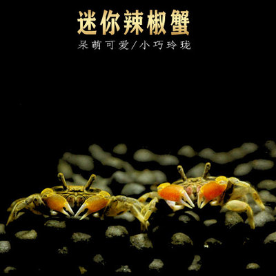 极速迷你蟹辣椒蟹可与热带鱼观赏鱼混养螃蟹观T赏蟹活体吃虫除藻