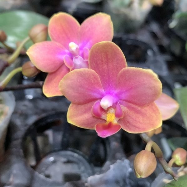 花法苞城堡：魔小浓香82.