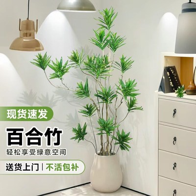 百合竹客厅绿植室内大型绿植物盆C栽金边百合竹老桩造型落地式真