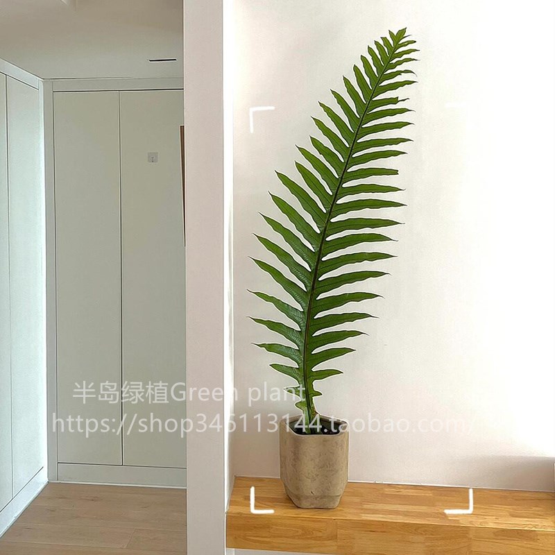 王冠蕨盆栽崖姜蕨巨叶观叶绿植室内D客厅装饰雨林大型蕨类植物耐