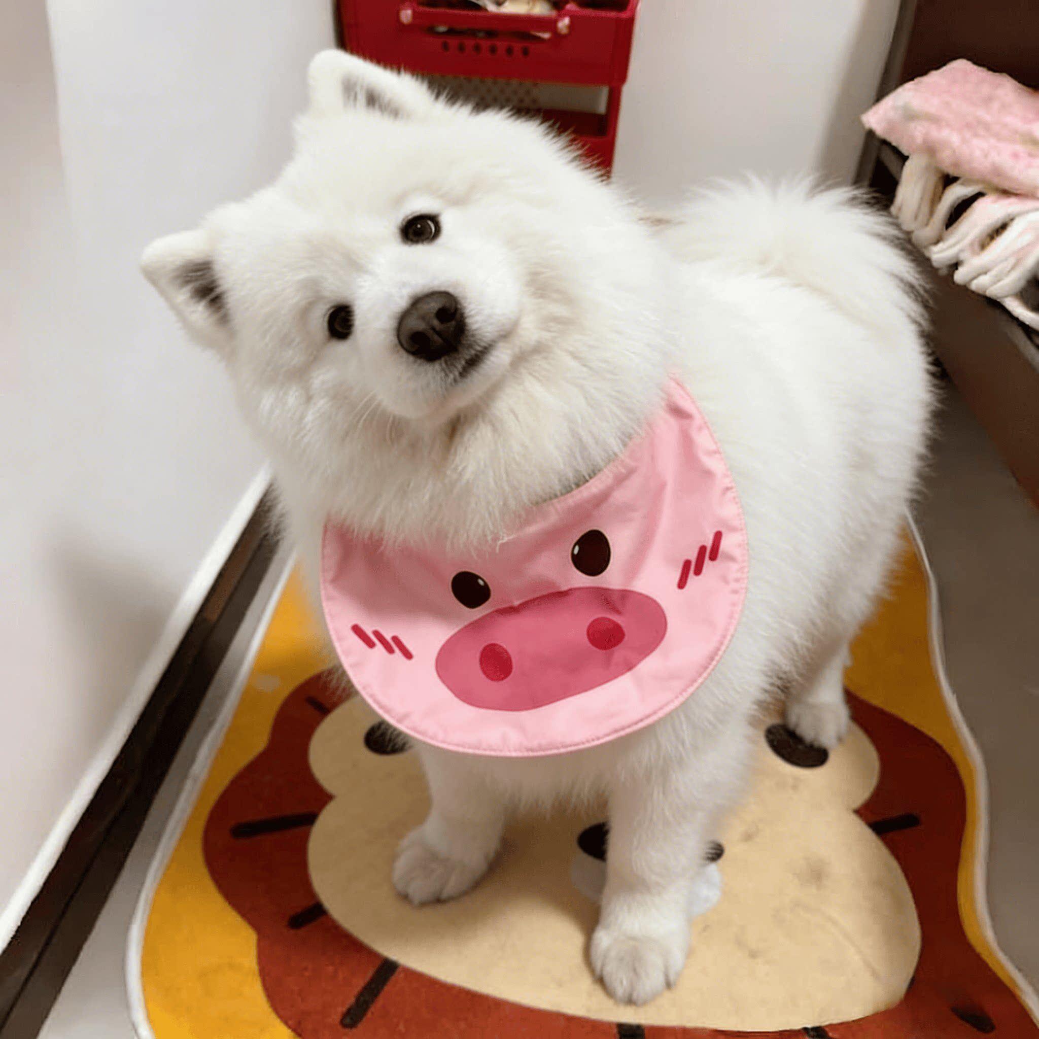 狗狗口水巾宠物围兜夏季防湿毛