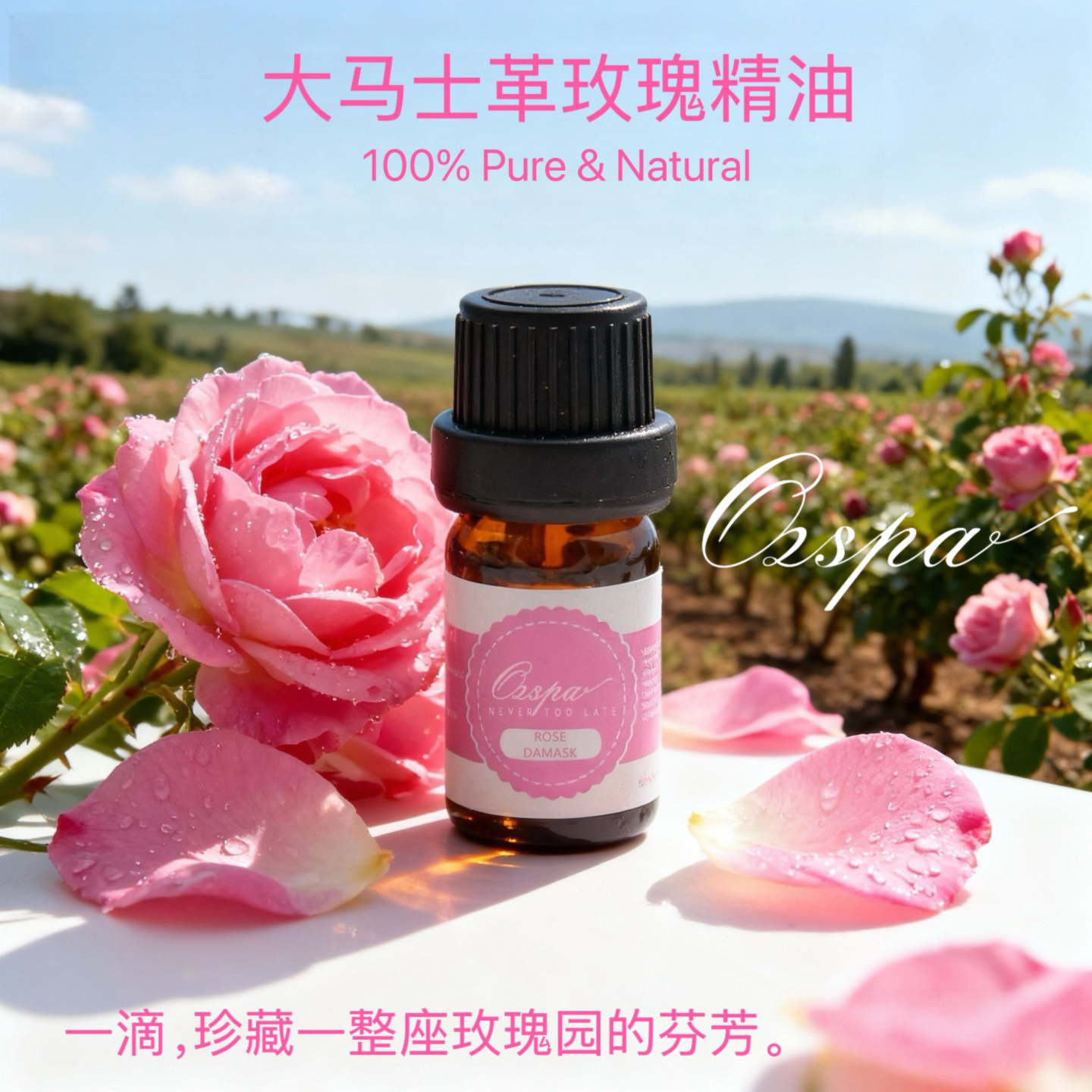 Ozspa大马士革玫瑰精油花朵萃取