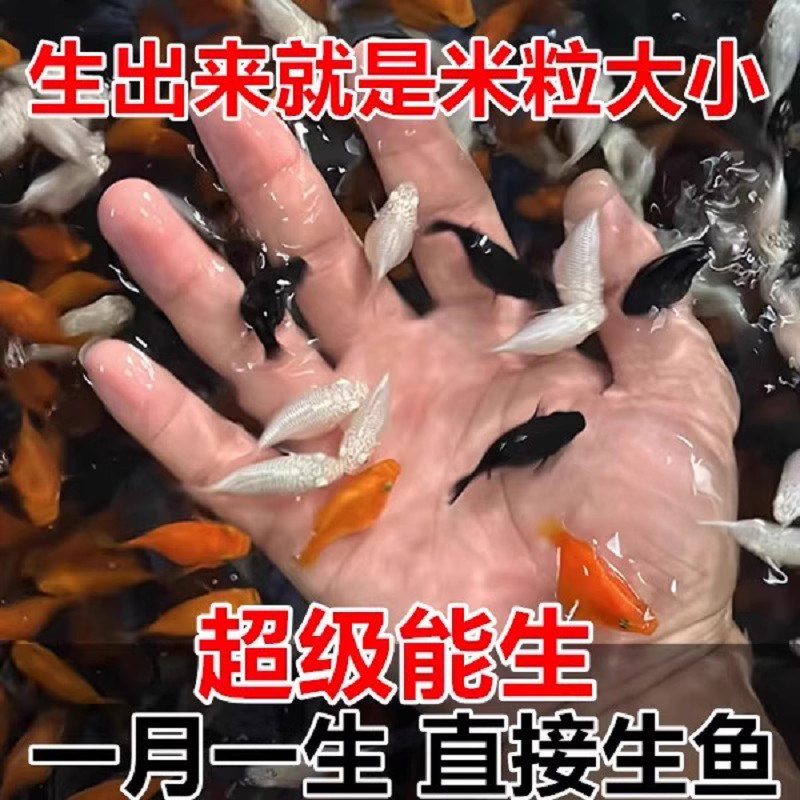 玛丽球鱼 玛丽鱼 胎生鱼 直接下小鱼 新手鱼 好养活 米奇孔雀包邮,宠物/宠物食品及用品,鱼,淘宝优惠券,粉丝福利购,淘宝优惠卷