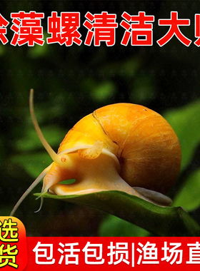 黄金螺除藻螺观赏螺鱼缸清洁黑金刚吃藻苹果斑马螺吃粪工具淡水螺