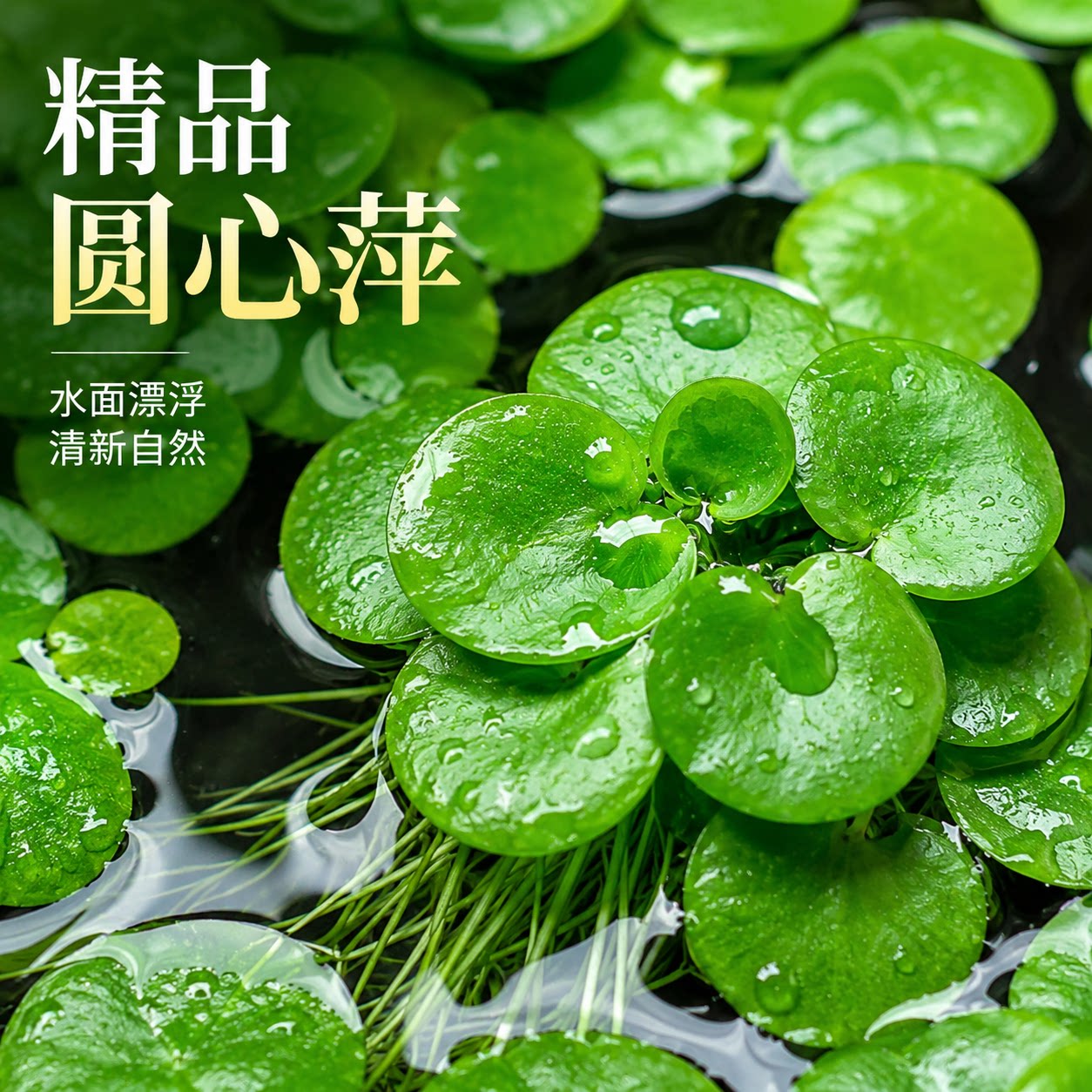 圆心萍浮萍净化水质水培绿植庭院办公室鱼虾龟缸造景增氧漂浮水草