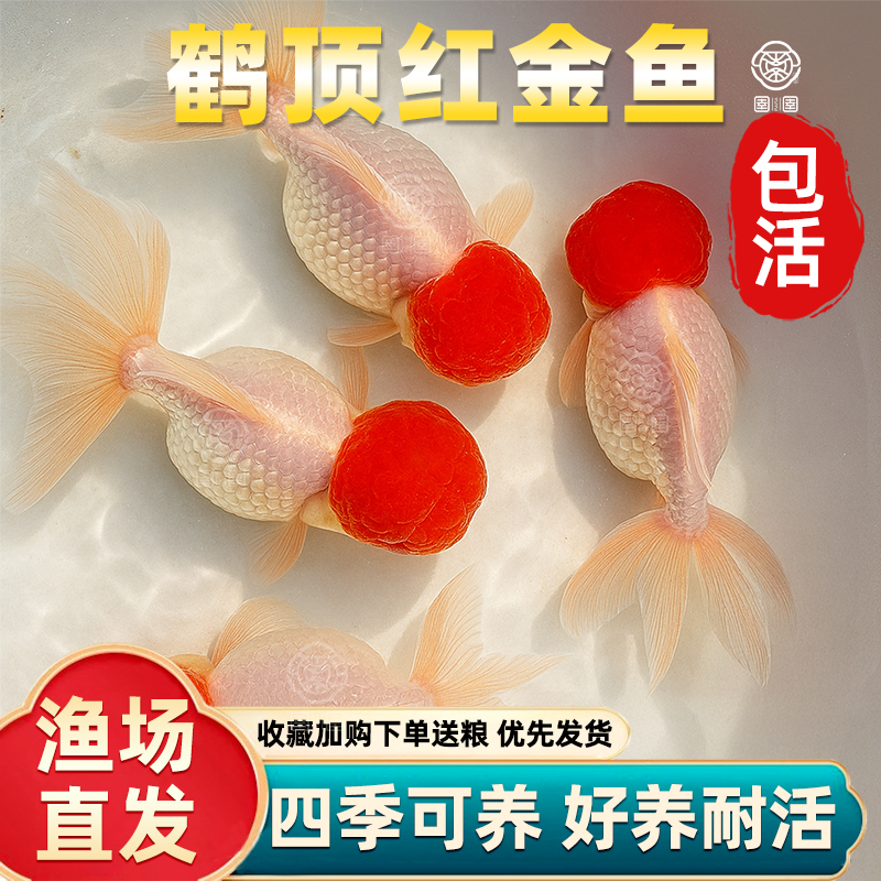 鹤顶红金鱼红头活体鱼观赏鱼红狮子头丹顶冷水鱼淡水好养耐活金鱼