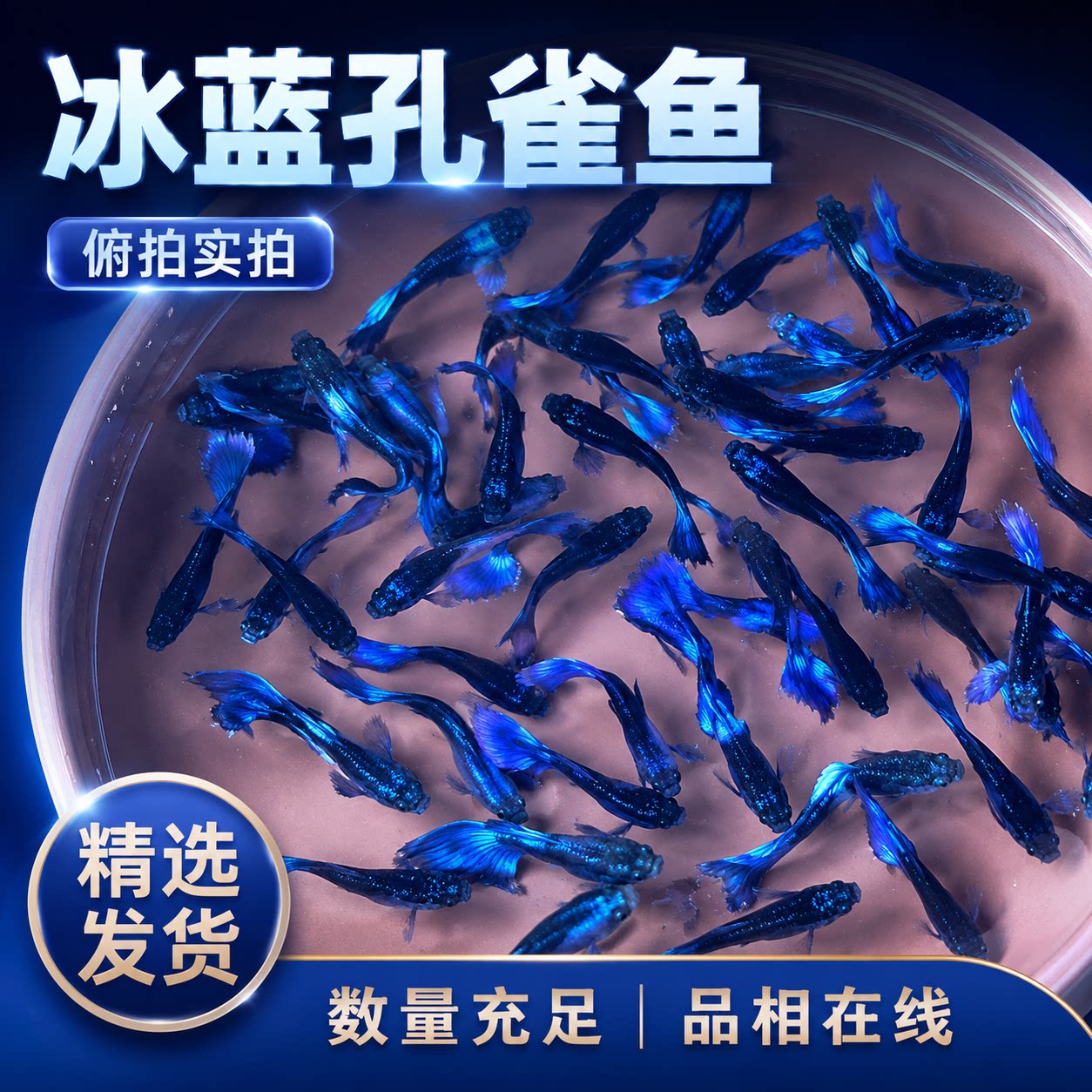 冰蓝孔雀鱼墨兰纯种孔雀鱼图片