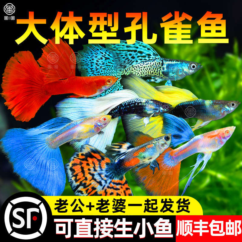 顺丰孔雀鱼苗热带观赏鱼小型淡水好养耐活斑马纯种凤尾小鱼活体