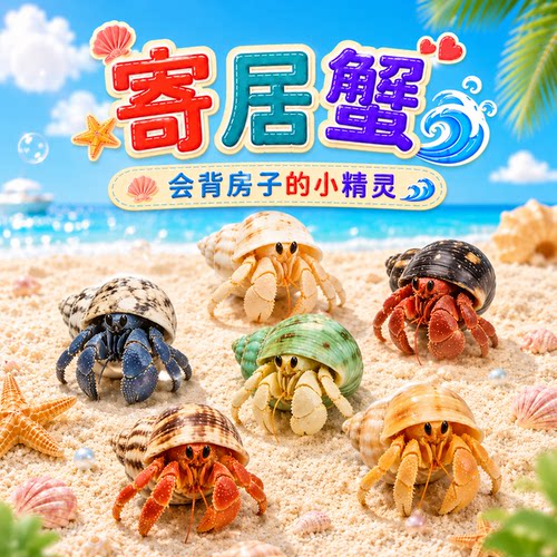 陆生寄居蟹活体观赏懒人宠物