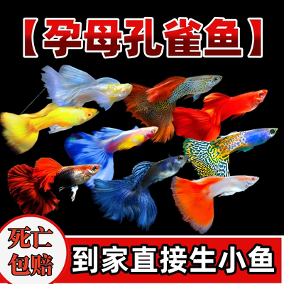 孕母孔雀鱼鱼苗观赏鱼活体