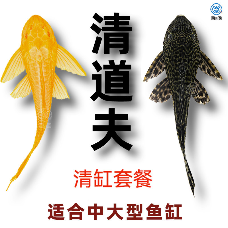 鱼缸清洁工清道夫金苔鼠鱼活体观赏热带淡水吃屎垃圾粪便清理藻类