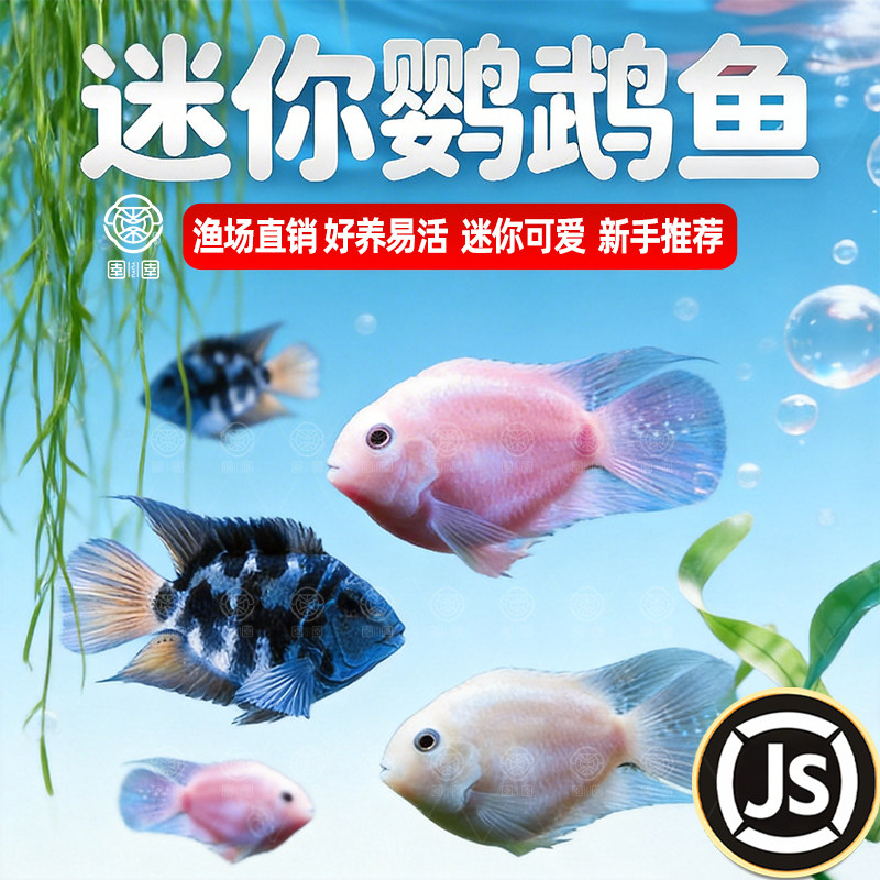 迷你鹦鹉鱼热带淡水小型观赏鱼好养耐活活体鱼苗蓝白鹦鹉繁殖种鱼