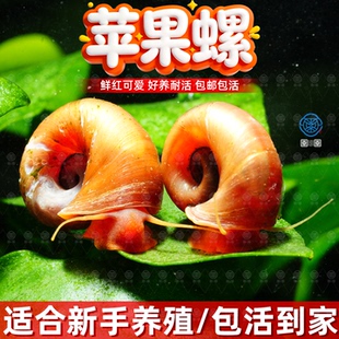 苹果螺淡水除藻迷你观赏螺工具螺净化水质宠物螺鱼缸除苔清理残渣