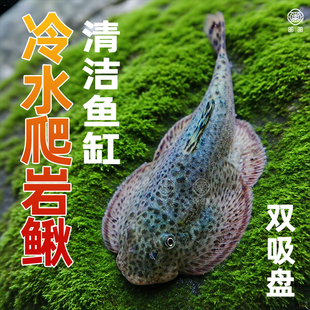 贵州爬岩鳅冷水清道夫鱼双吸盘除藻擦缸琵琶鱼小提琴原生鱼不加温