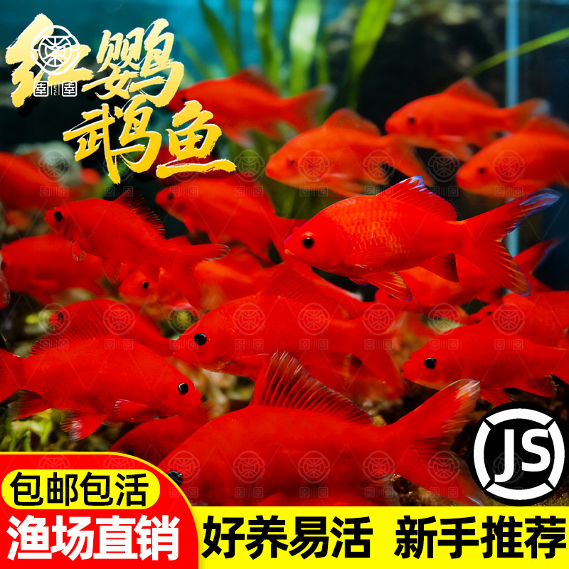 冷水鹦鹉鱼血鹦鹉红金鱼锦鲤冷水观赏鱼活体鱼苗好养耐活发财鱼