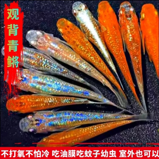 观背青鳉苗耐活青锵鱼可孵化卵不打氧淡水冷水红白青锵鱼原生迷你