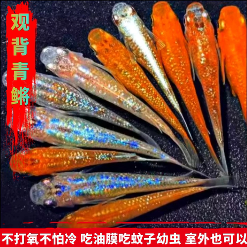 观背青鳉苗耐活青锵鱼