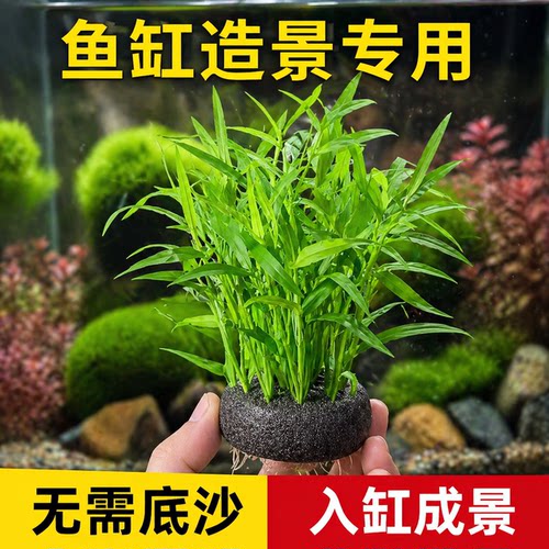 青竹水草植物真草鱼缸水草造景