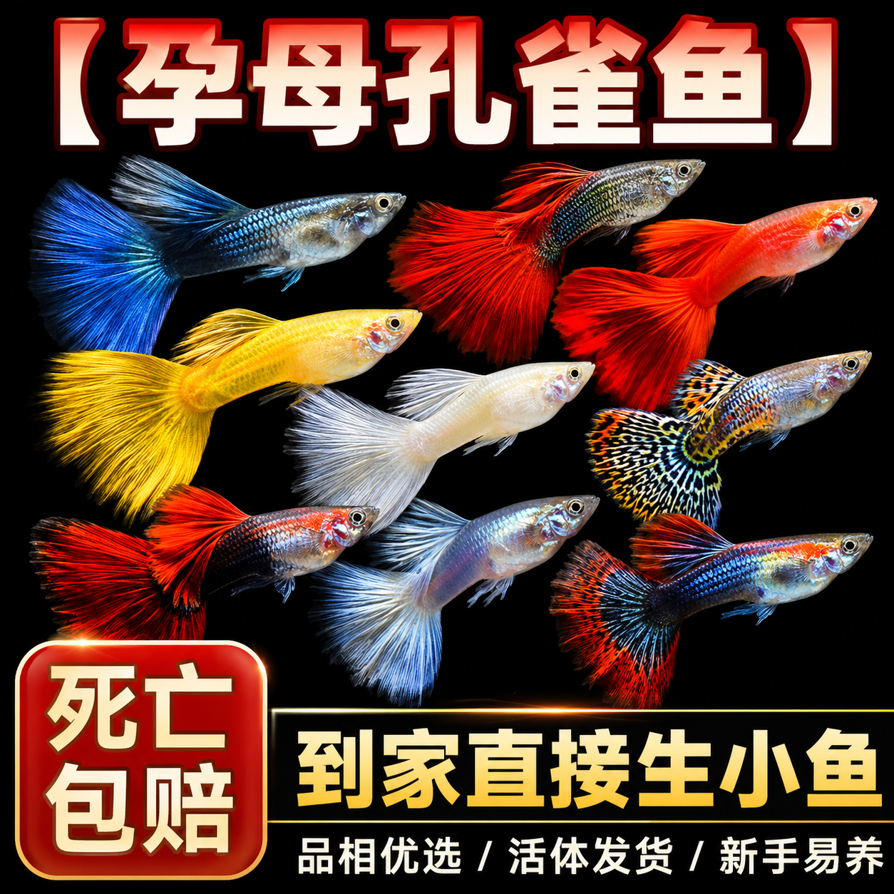 孕母孔雀鱼鱼苗观赏鱼活体热带小型淡水好养耐活斑马凤尾小鱼精品