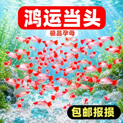 红头纯种鸿运当头孔雀鱼