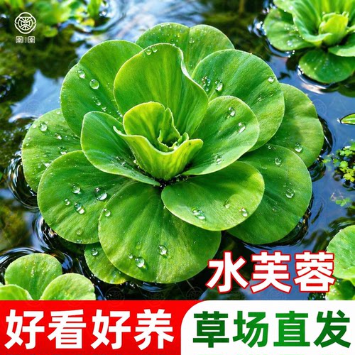 浮萍水草水培植物净化水质