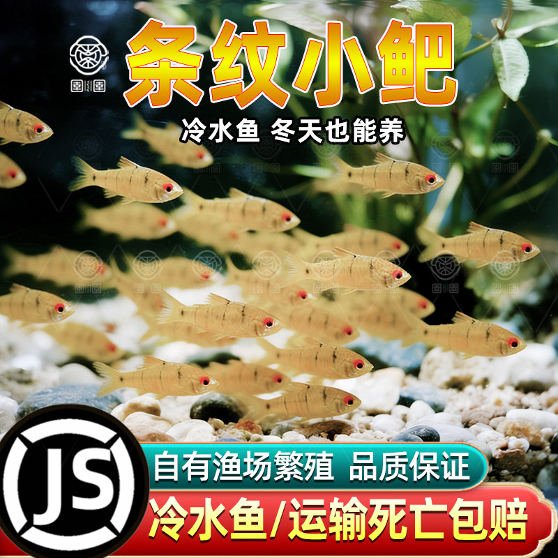 条纹小鲃淡水观赏鱼群游中国斗鱼伴侣吃青苔耐寒冷水原生鱼溪流鱼