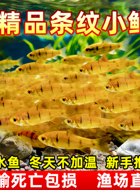 中国斗鱼伴侣条纹小鲃活体吃青苔耐寒冷水原生鱼溪流鱼群游观赏鱼