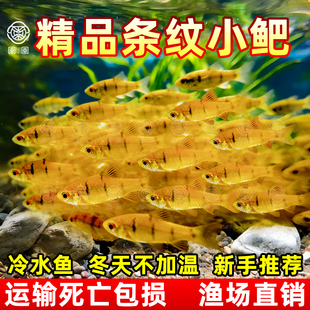 中国斗鱼伴侣条纹小鲃活体吃青苔耐寒冷水原生鱼溪流鱼群游观赏鱼