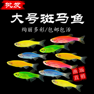 热带观赏鱼红蓝斑马鱼小型金鱼苗观赏鱼蝶翼精品孔雀红绿灯科活体