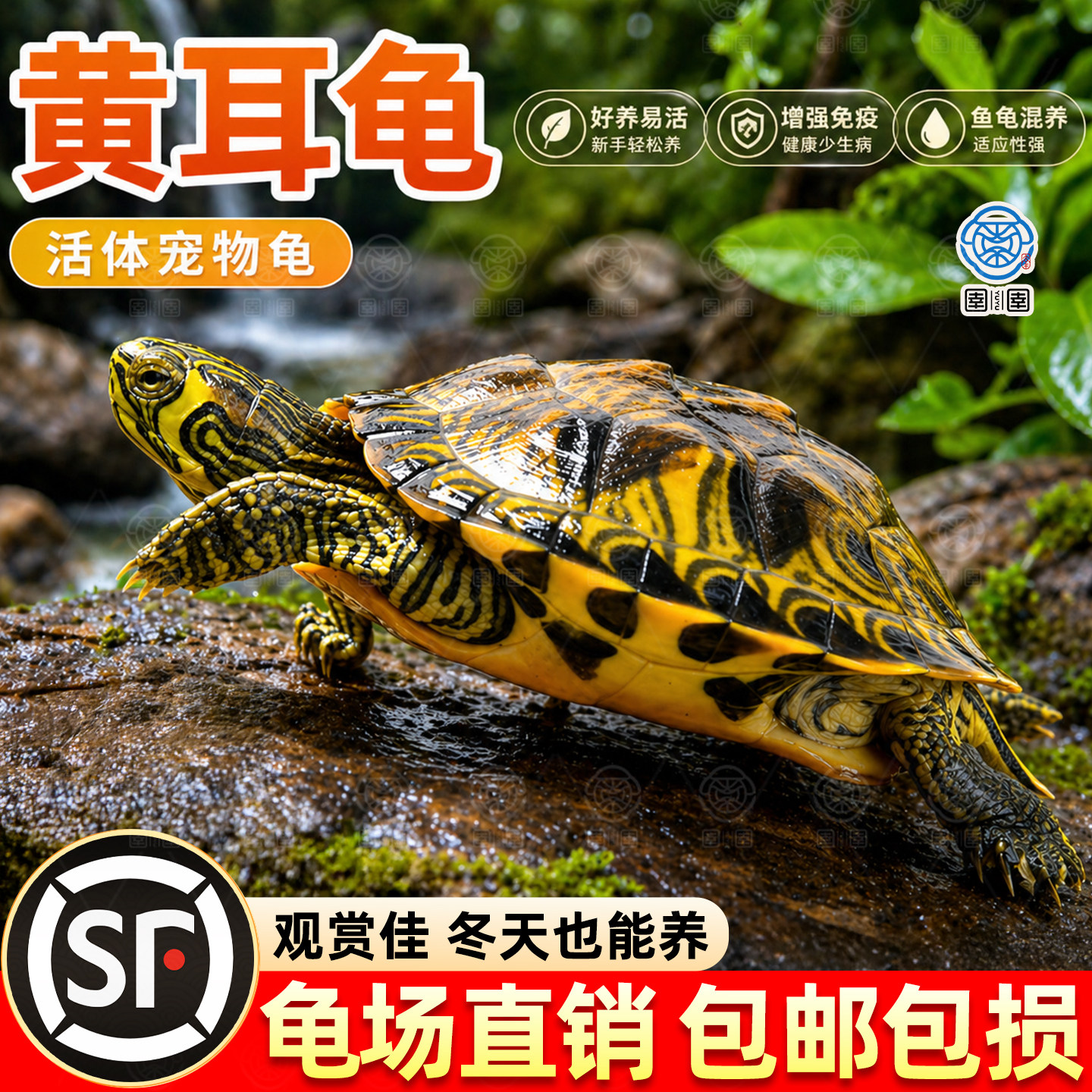 深水龟纯种黄耳龟小乌龟活物鱼缸混养观赏宠物龟吃粪龟清洁缸龟