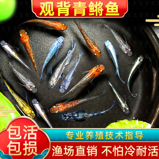 观背青鳉苗耐活青锵鱼可孵化卵不打氧淡水冷水红白青锵鱼原生迷你