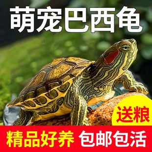 祥瑞巴西龟乌龟活体活物巴西宠物观赏家养幼龟大小情侣批发小乌龟