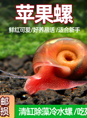 苹果螺淡水除藻迷你观赏螺工具螺净化水质宠物螺鱼缸除苔清理残渣