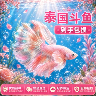 泰国斗鱼仙女款纯白半月超美网红小型淡水热带冷水观赏鱼好养鱼苗