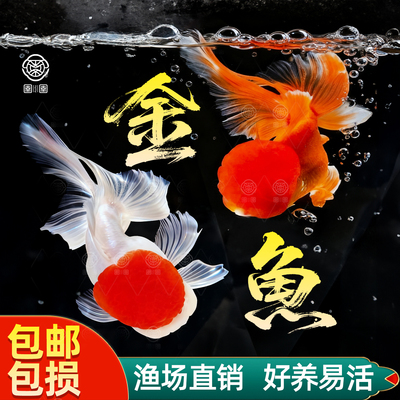 金鱼活鱼红狮子头鸿运当头鱼