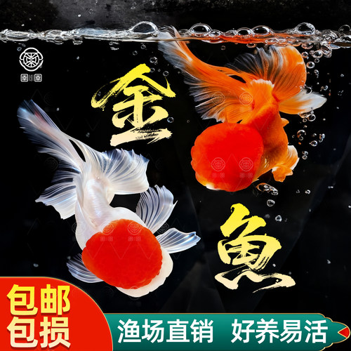 金鱼活鱼红狮子头鸿运当头鱼