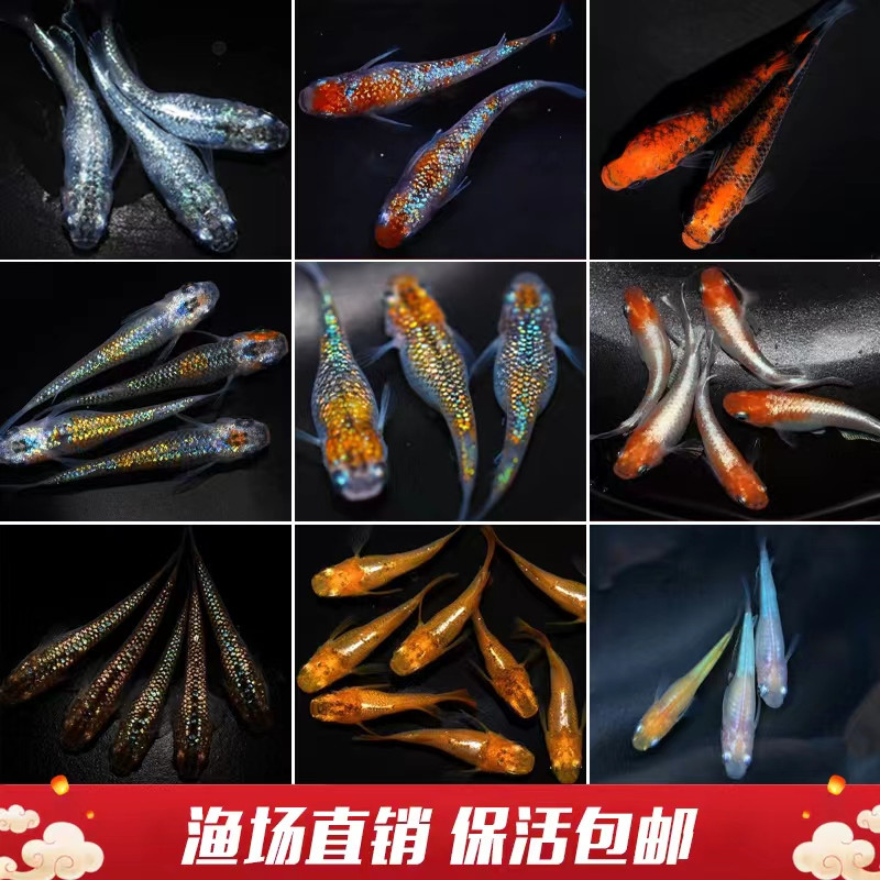 观背青锵鱼桌面鱼耐活好养懒人鱼养不死小型观赏鱼古法养鱼不打氧