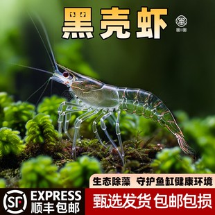 黑壳虾除藻虾活体清洁水草虾饲料工具鱼缸小草缸造景易饲养观赏虾