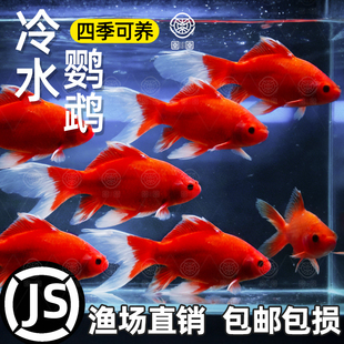 冷水鹦鹉鱼血鹦鹉红金鱼锦鲤冷水观赏鱼活体鱼苗好养耐活发财鱼