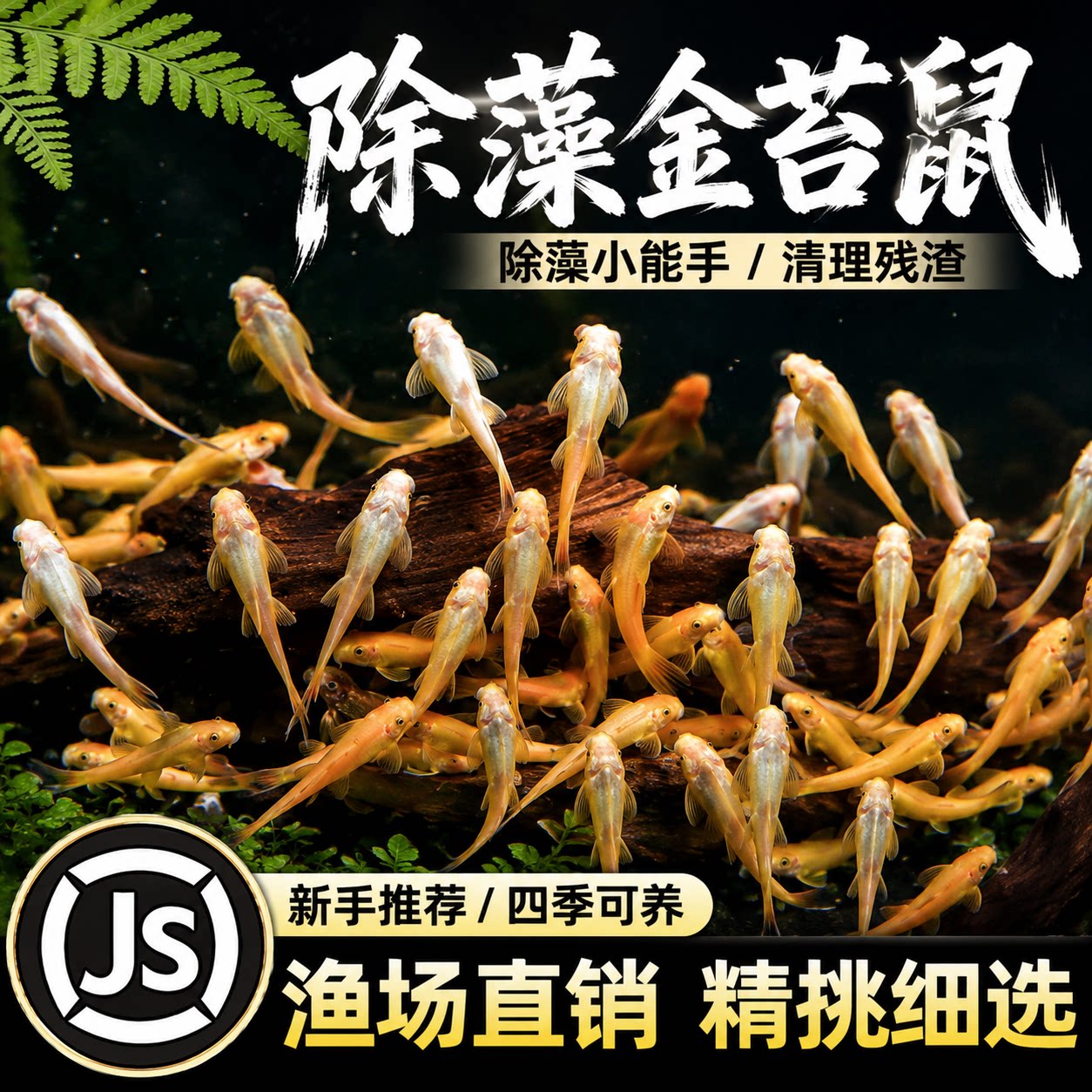 金苔鼠清缸除藻淡水热带观赏鱼清道夫鼠鱼清洁活体清理残渣工具鱼 - 实物图