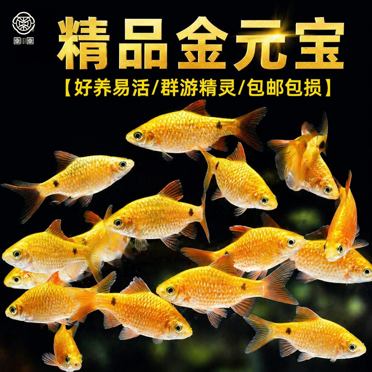 金元宝鱼玫瑰鲫鱼招财观赏鱼闯缸新手鱼耐低温小型鱼苗草缸鱼耐养